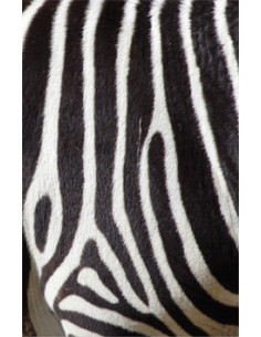 PLÅNKA ZEBRA