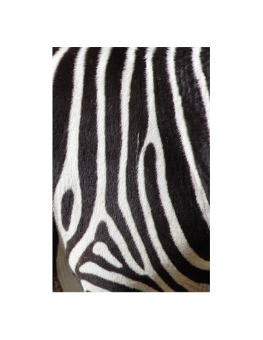 PLÅNKA ZEBRA
