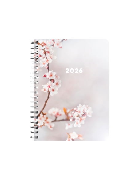 2026 A6 CHERRY 12 MÅN