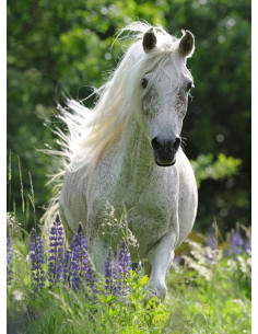 100B HORSE IN FLOWERS 2