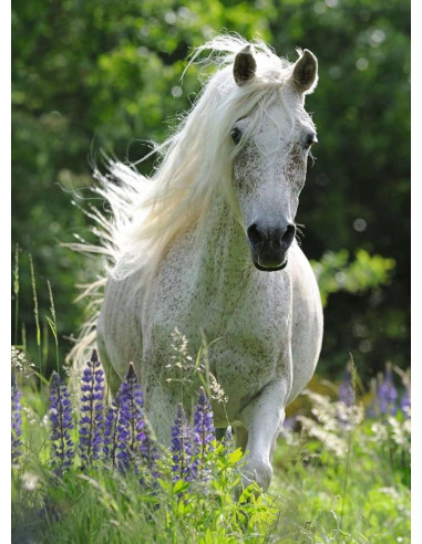 100B HORSE IN FLOWERS