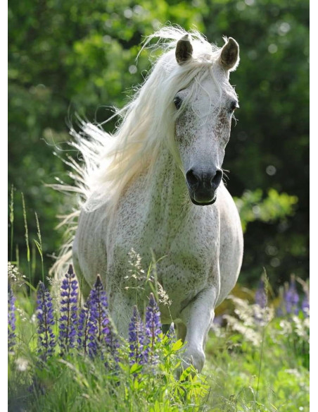 100B HORSE IN FLOWERS