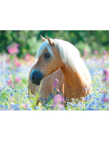 300B WILDFLOWER PONY