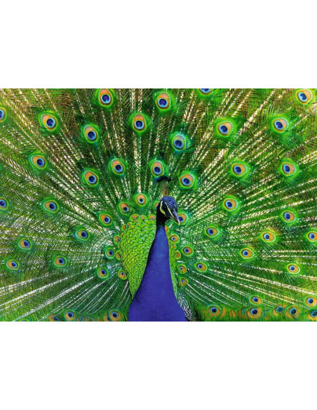 500B PEACOCK