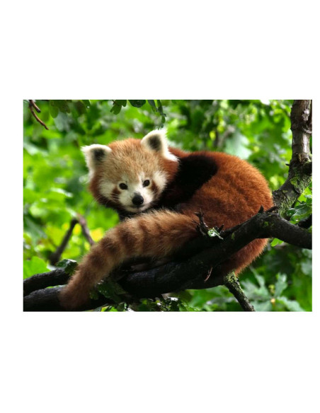 500B RED PANDA