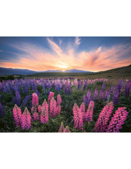 500B LUPINS