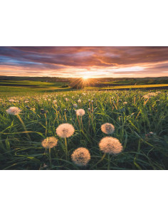 500B DANDELIONS IN SUNSET 2