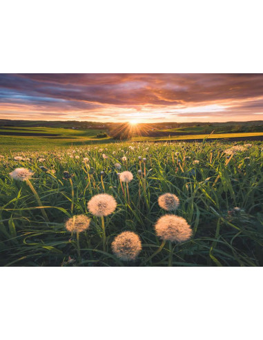 500B DANDELIONS IN SUNSET