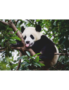 500B PANDA BEAR 2