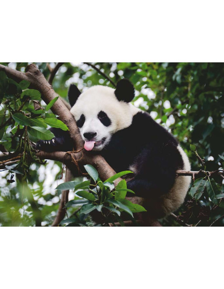 500B PANDA BEAR