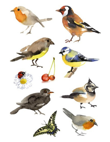 STICKERS HERMA 3351 FÅGLAR