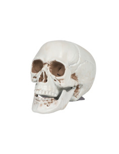 SMALL SKULL 2