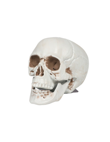 SMALL SKULL