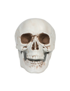 SMALL SKULL
