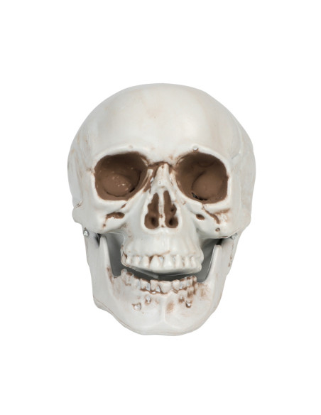 SMALL SKULL