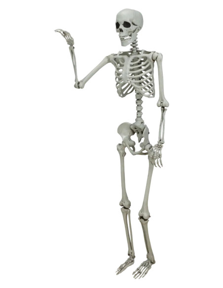 SKELETT 155CM