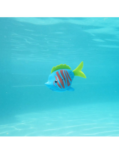 RAINBOW REEF FISH BLUE