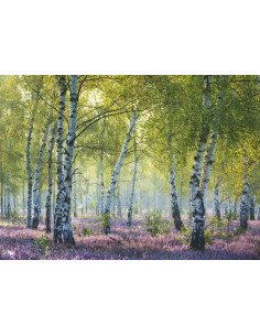 1000B BIRCH FOREST 2