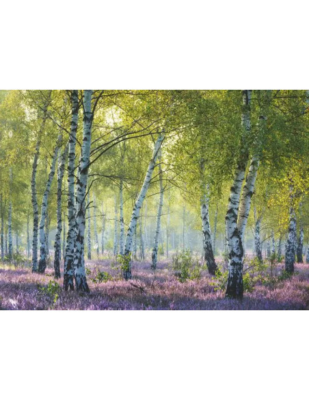 1000B BIRCH FOREST