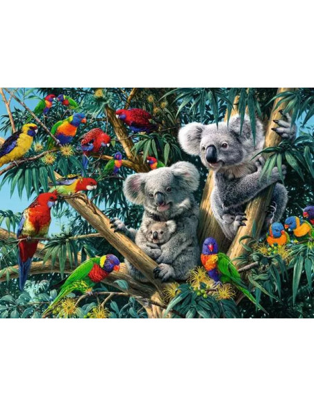 500B KOALAS IN THE TREE